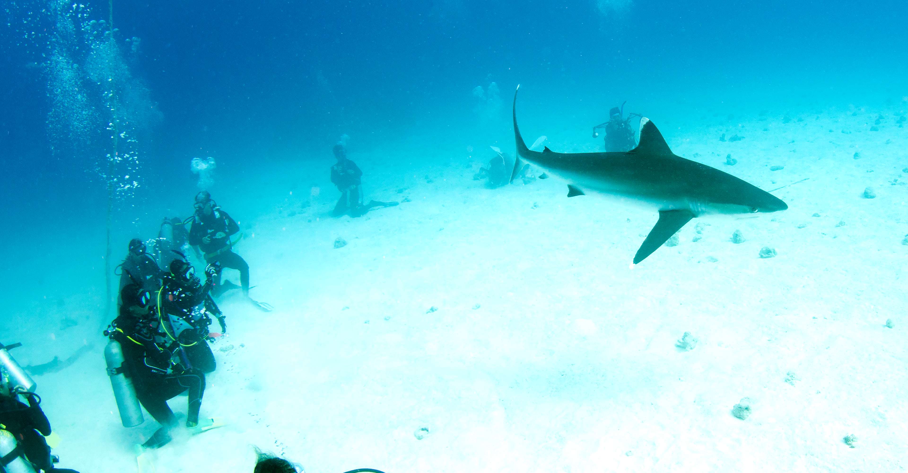Reef Trips Cairns