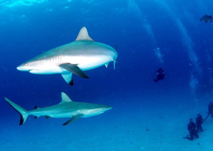 Cairns shark diving