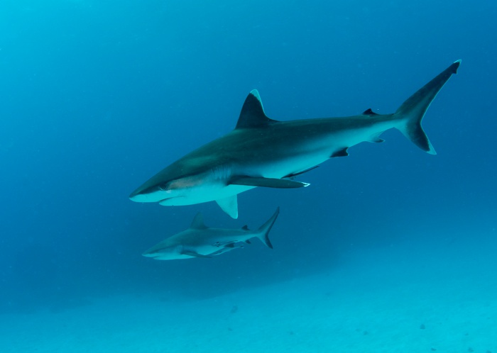 Cairns Reef Trips