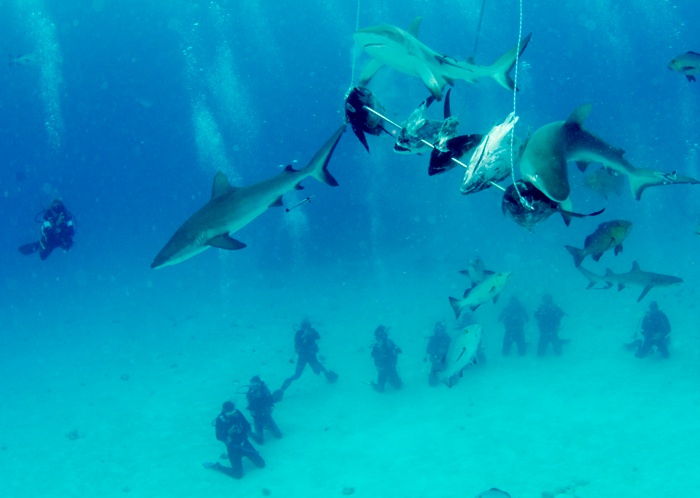 Cairns snorkeling
