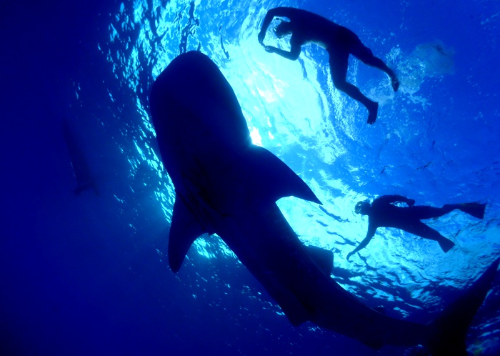 Cairns scuba diving