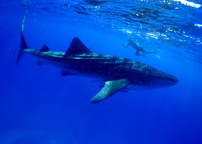 Cairns PADI course